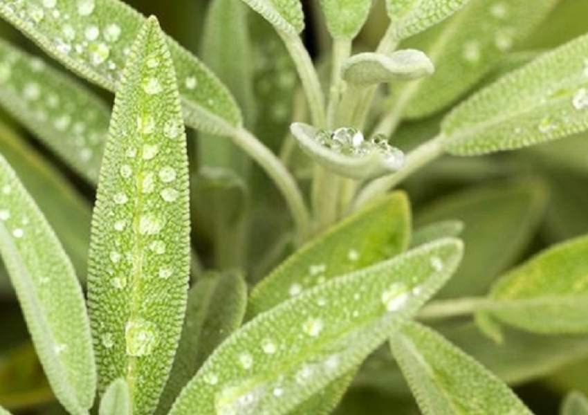 خرید گیاه دارویی